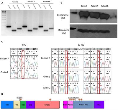 Hypomorphic Mutations in the BCR Signalosome Lead to Selective Immunoglobulin M Deficiency and Impaired B-cell Homeostasis